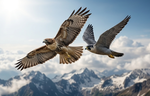 Hawk or Falcon