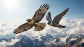 Hawk or Falcon